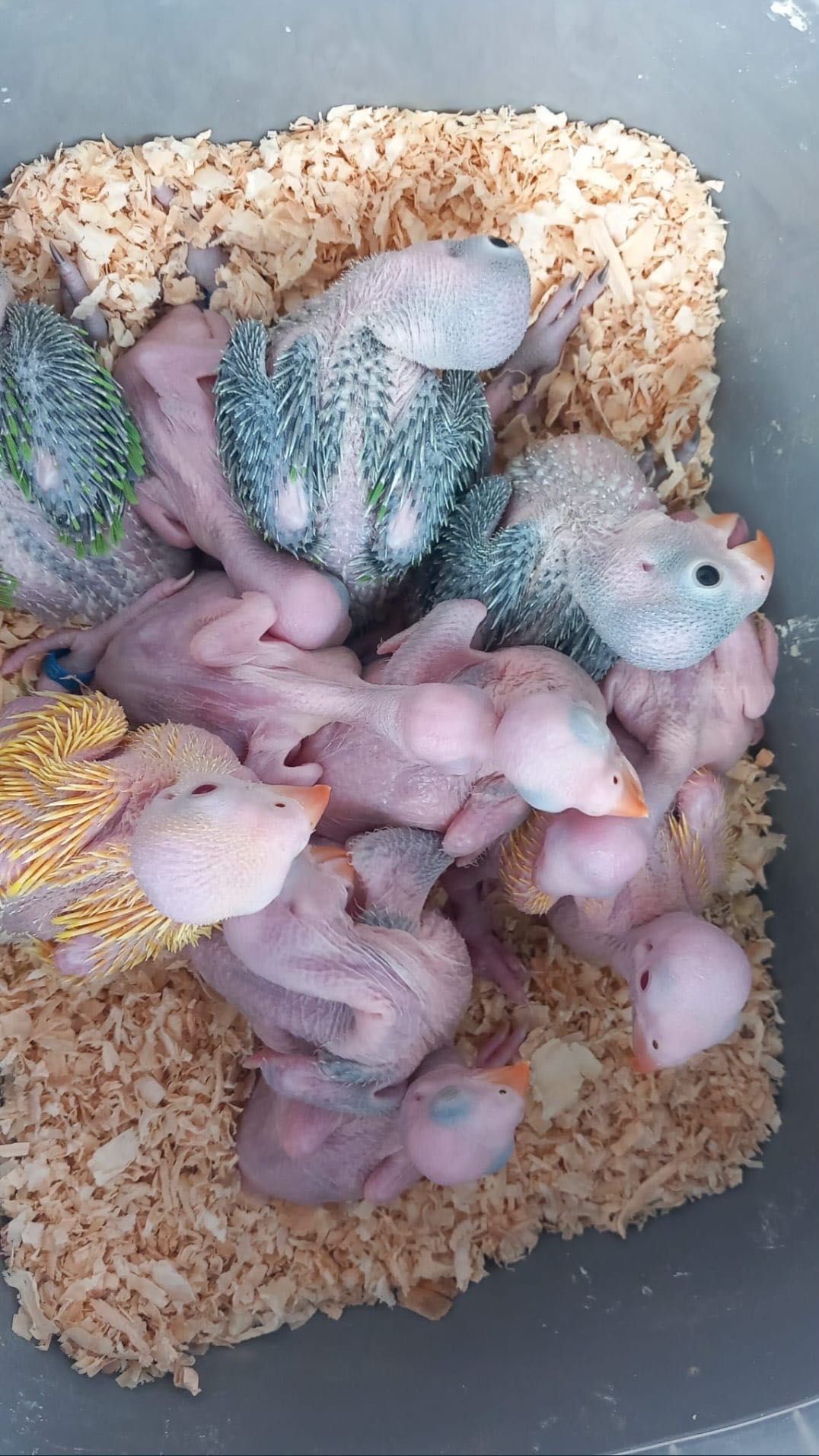 Ring Neck Domesticados ( Loja Profissional )