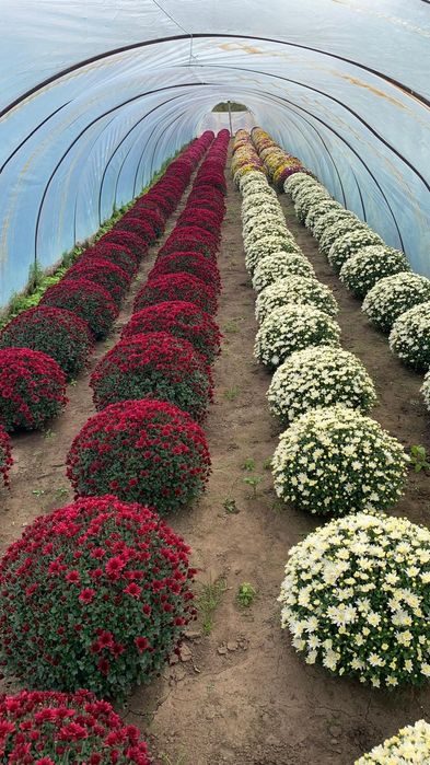 Tanio Chryzantemy Najładniejsze Atrakcyjne Ceny