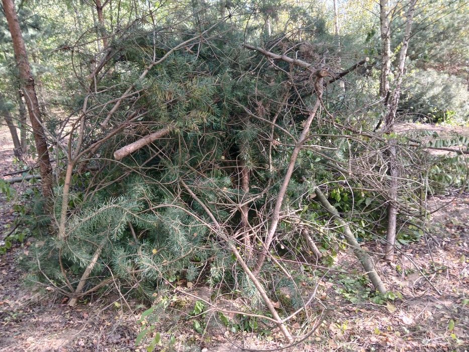 Chrust, gałęzie  oddam za darmo