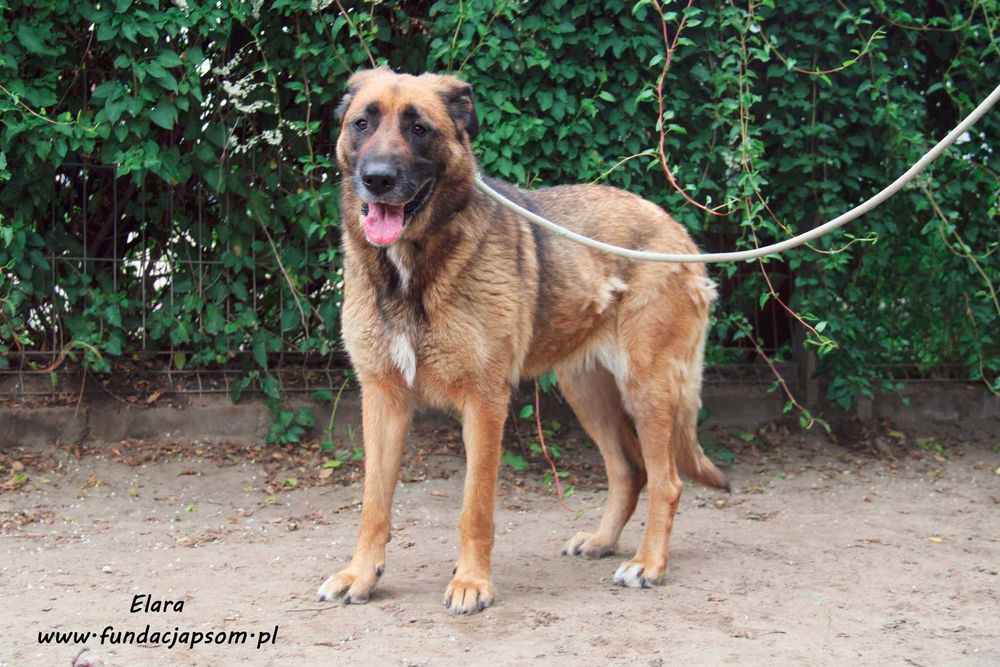 Elara - sympatyczna suczka