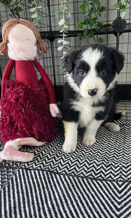 Border Collie - suczka