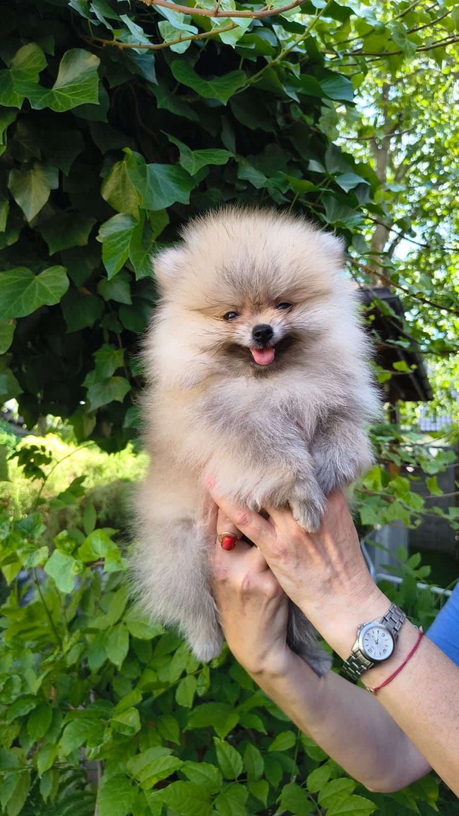 Szpic miniaturowy pomeranian