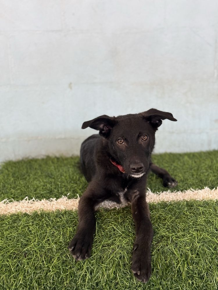 Cachorro 4 meses
