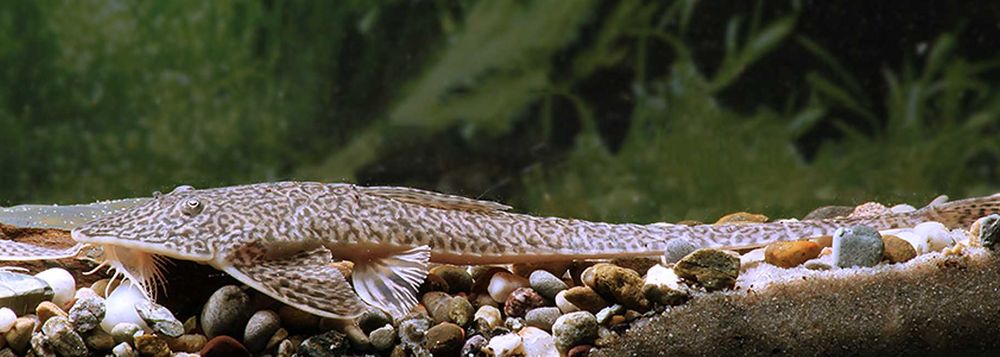 Pseudohemiodon sp. Peru - ODŁÓW - WF - Zbrojnik - Glonojad - dowóz