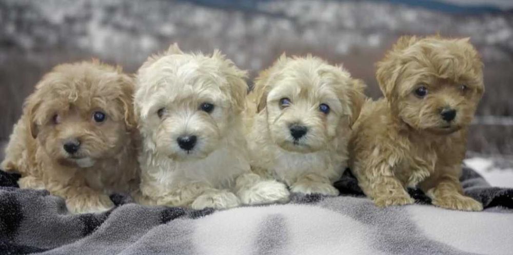 Нежные красотки мальтипу.