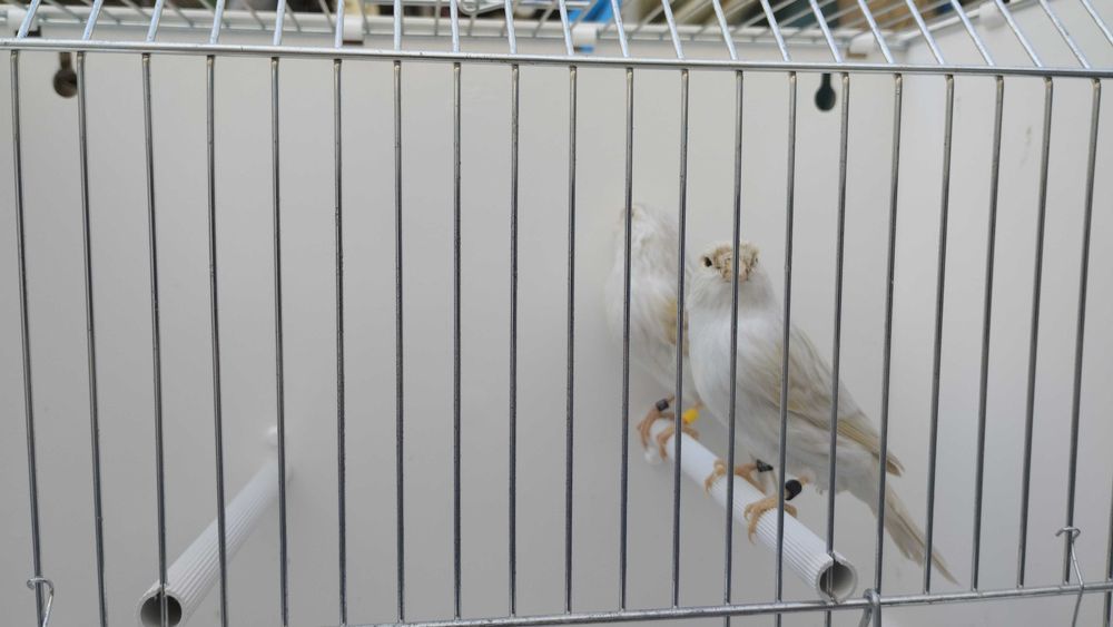 Canários satine amarelo mosaico