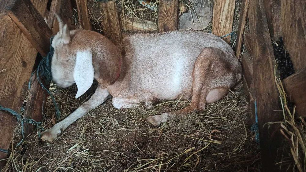 дійна коза, покрита