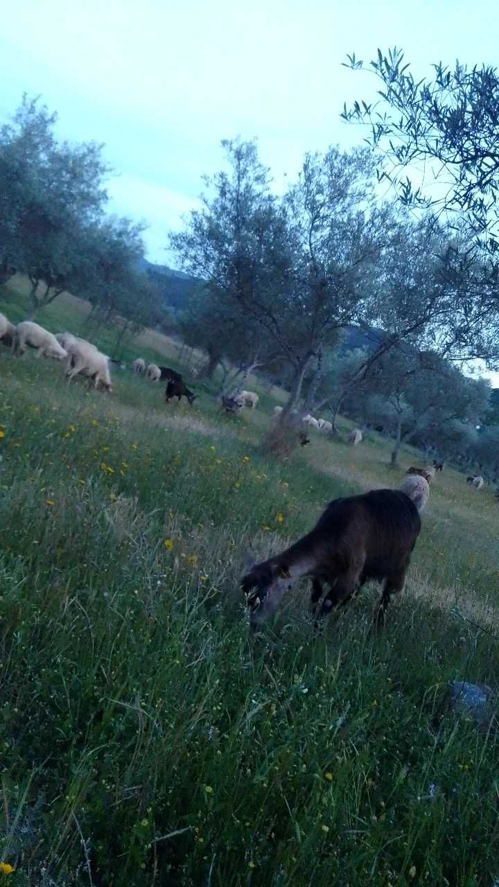 Cabras e Ovelhas