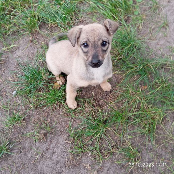 Віддамо в добрі руки