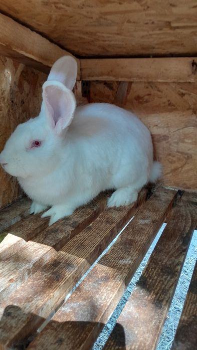 Продам робочого молодого кроля,дата народження 01.02.2025р.
