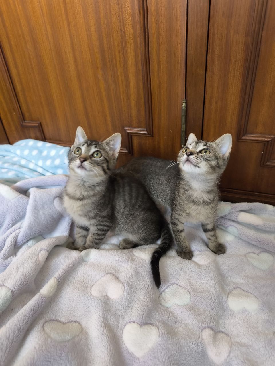 Gatinhas Para adoção
