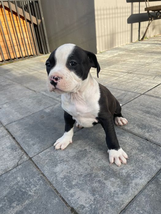 Amstaff Szczeniak Suczka Czarno-Biała / American Staffordshire Terrier