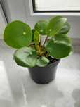 Pieniążek, Pilea peperomioides