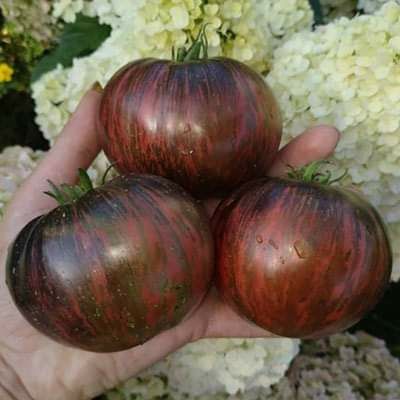 Розсада томатів, 4 екзотичні сорти