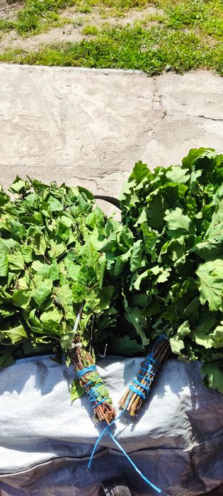 Продаю  віникі для бані дуб - і береза , рвзні трави ,коріння п'ятипал