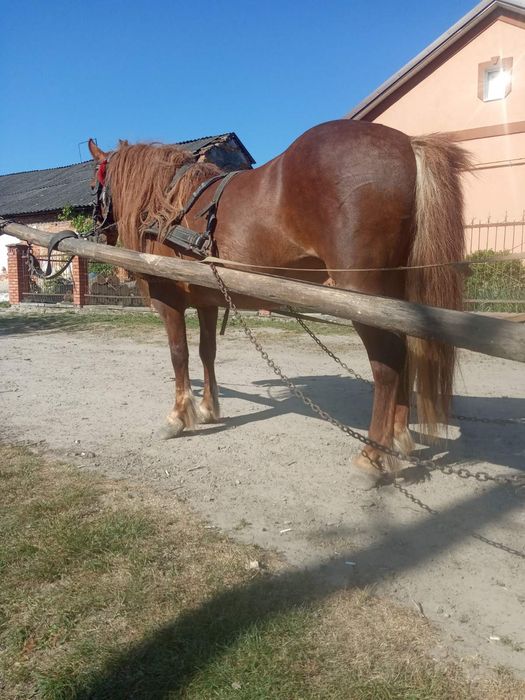 Продається кобила!