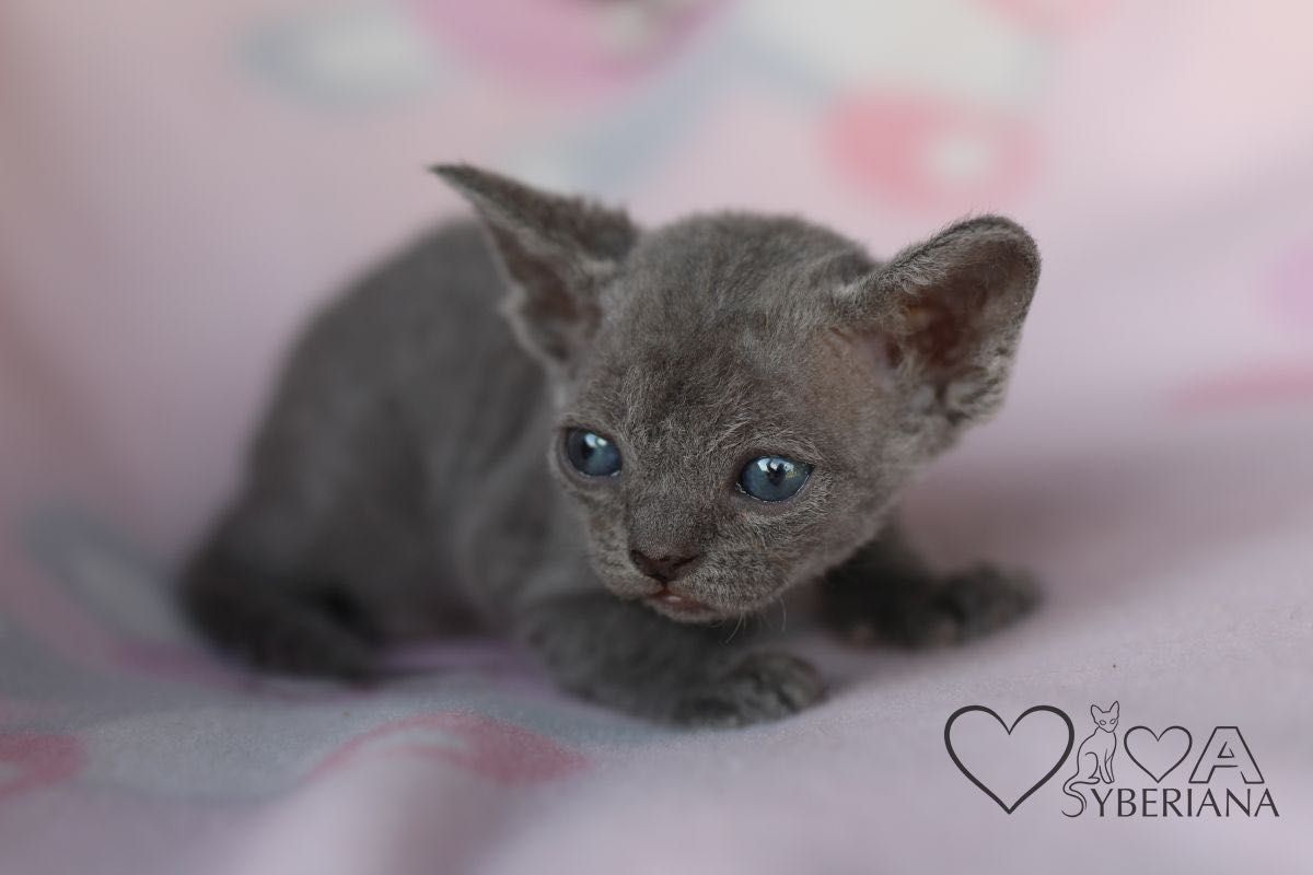 Niebieska koteczka Devon rex