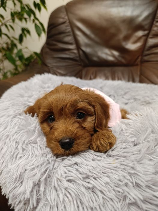 Cavapoo śliczna Suczka