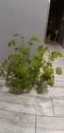 Geranium anginka cytrynka