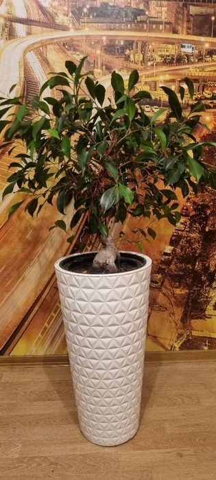 Drzewko Bonsai - Fikus szt. 2