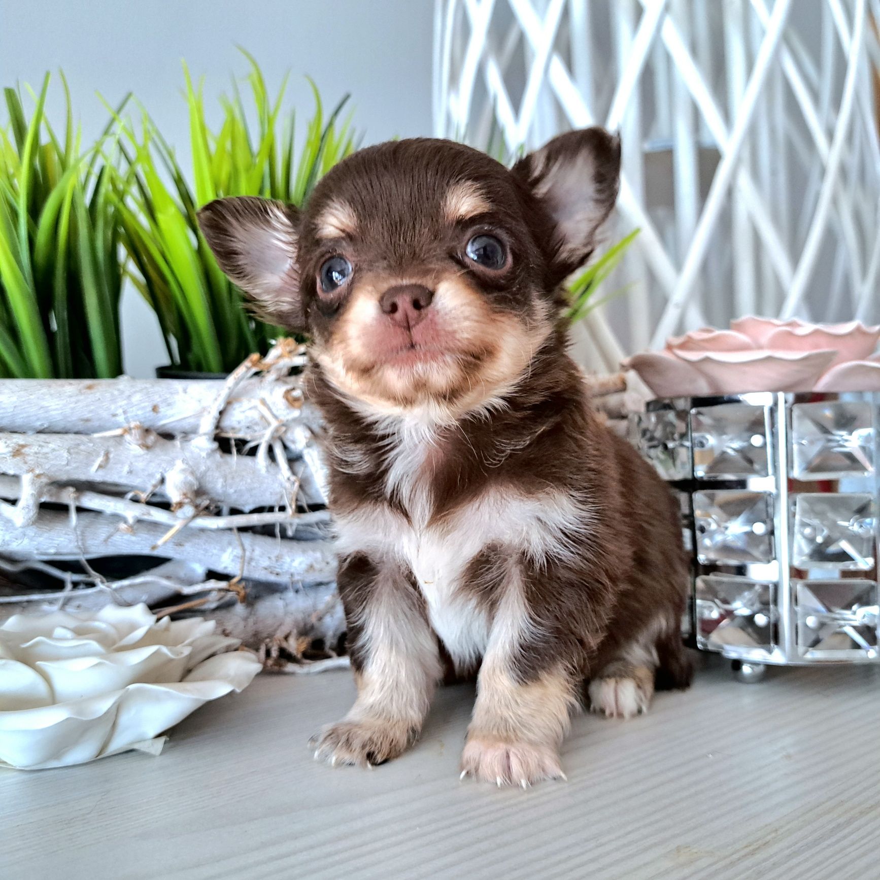 Charlie czekoladowy chłopiec długowłosy  Chihuahua