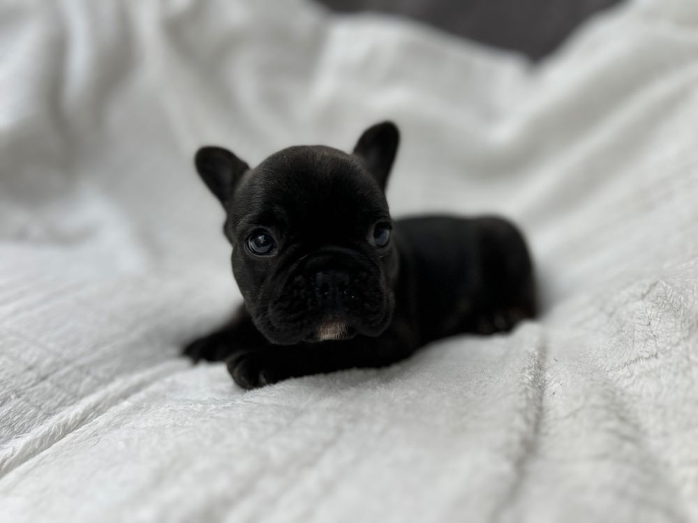 Suczka Buldog Francuski,