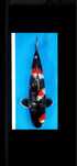 Carpa koi Showa ginrin 45-46 cm com certificado original Shinoda