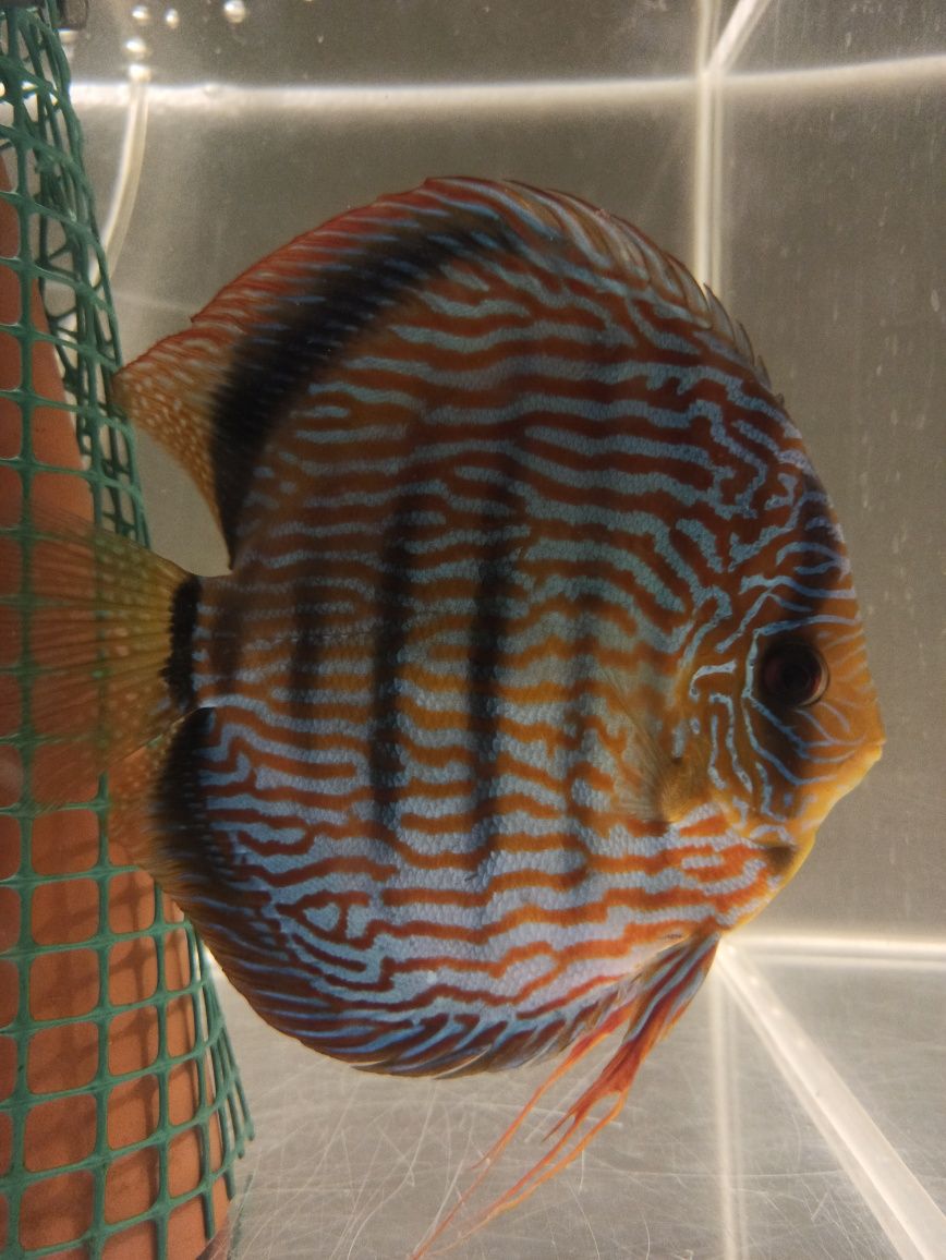 Paletka paletki dyskowce Red Turkus 8-9 cm okazja
