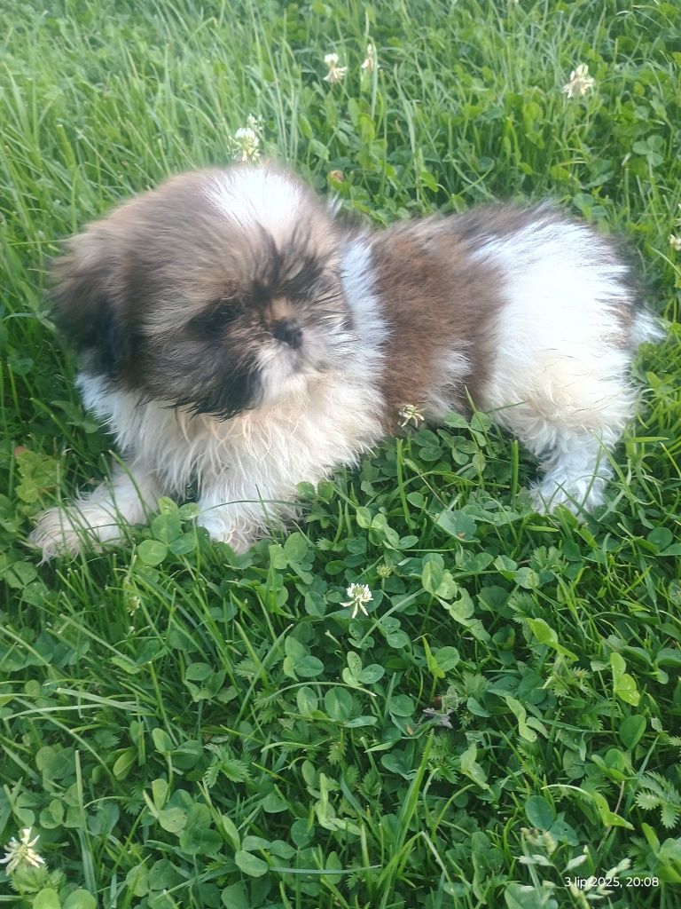 SHIH-TZU szczeniak