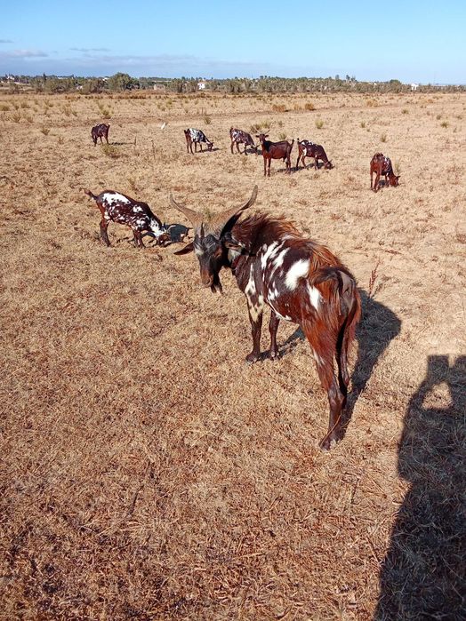 Cabras algarvias