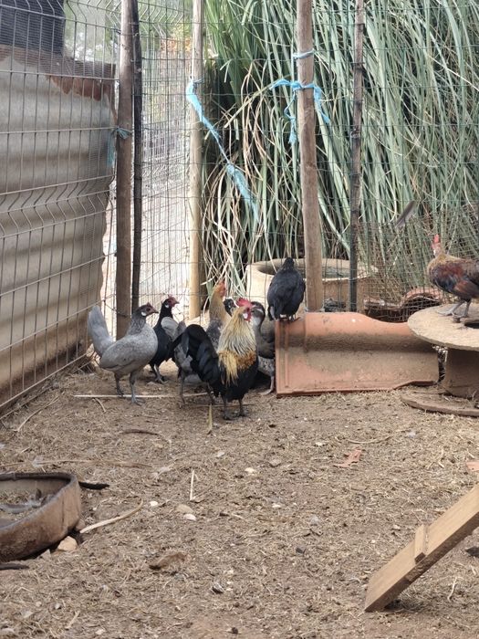 Pekins, kriel, fracas, galinhas angola