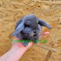 Карликовый мини кролик вислоухий минор голубой,карликовые кролики