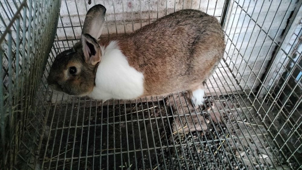 Vendo coelho adulto
