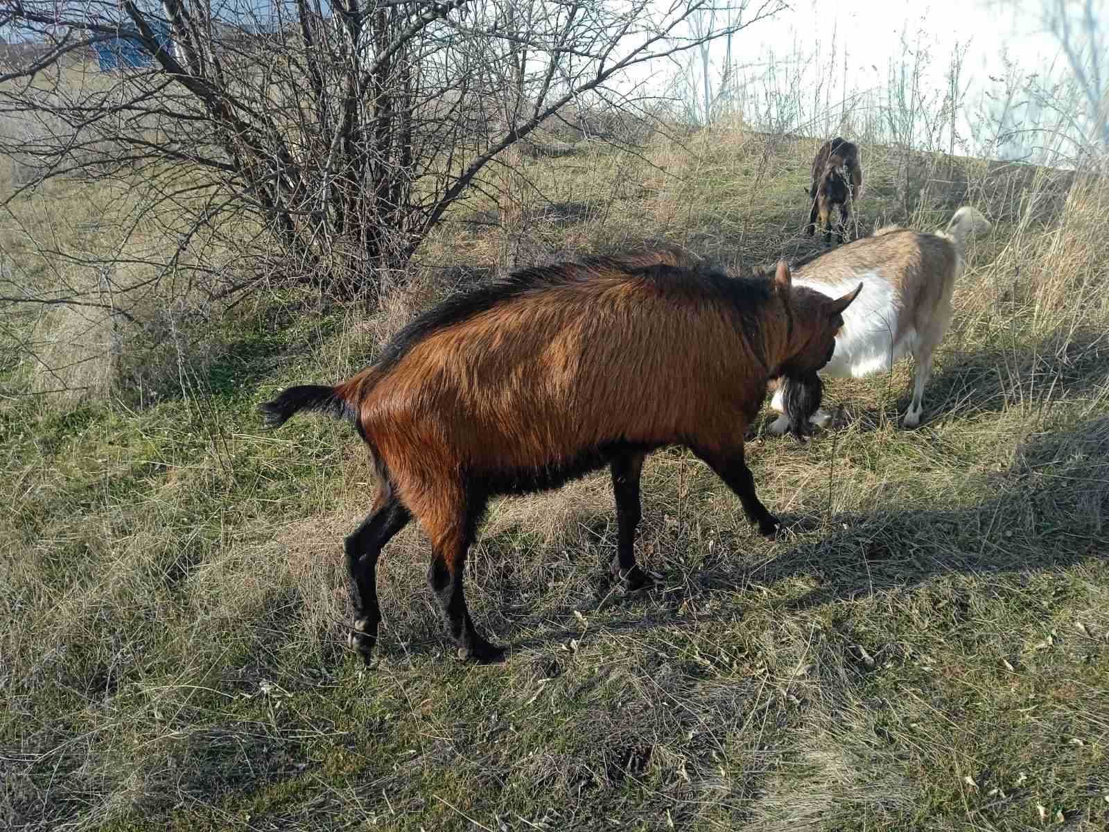 Альпійський козел