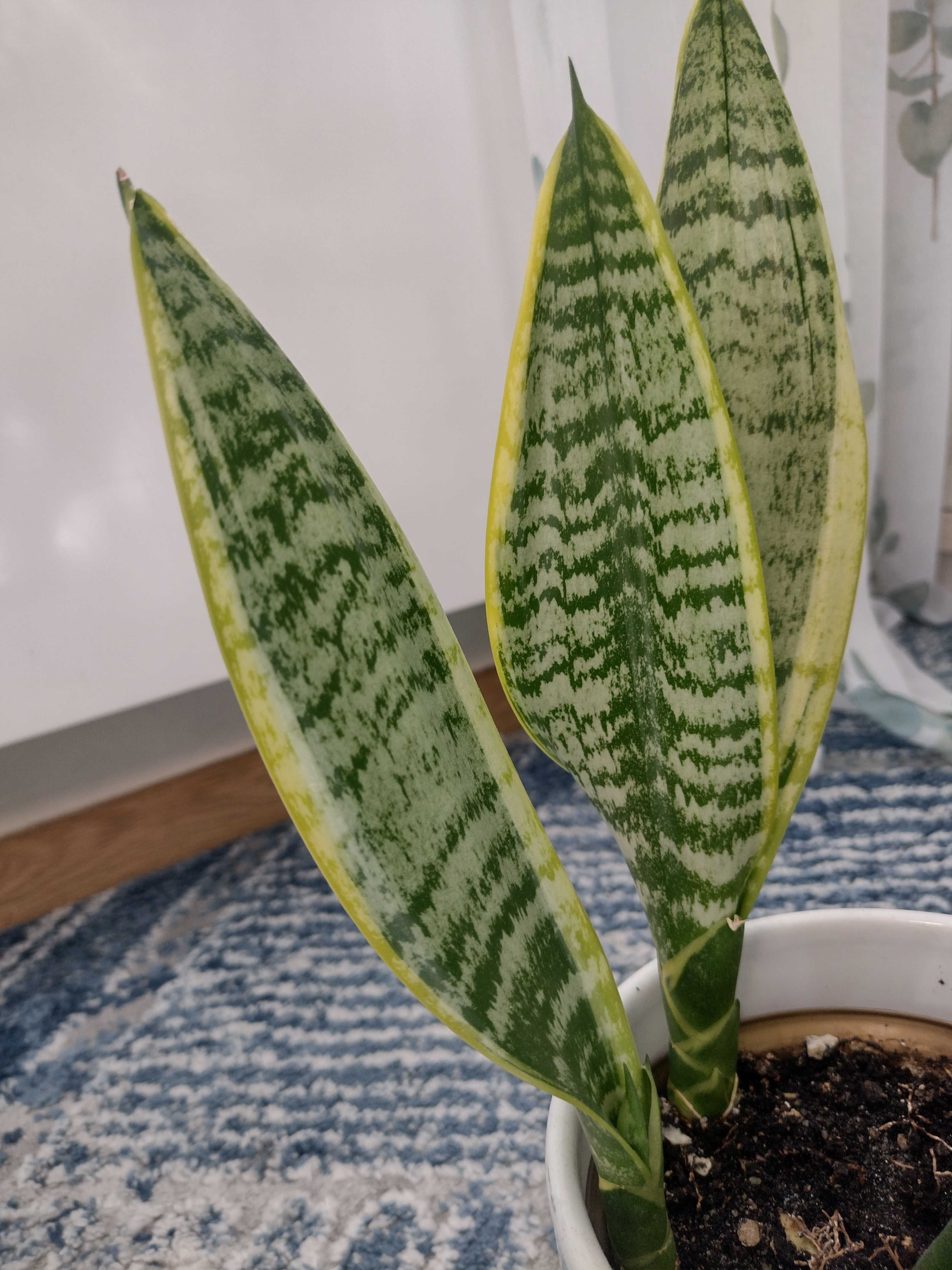 sansewiera sadzonka
