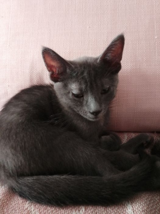 Gatos para doacao
