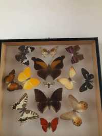 Motyle kolekcjonerskie