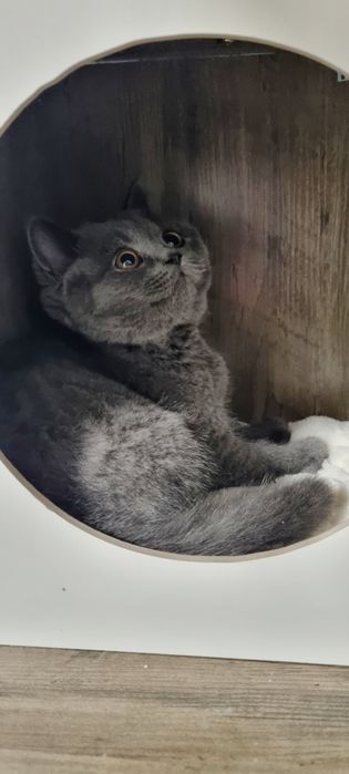 Kocieta brytyjskie BSH