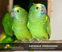 Papagaios Amazona Aestiva Xanthopteryx Junho 2023