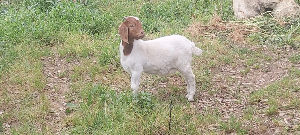 Chibo boer com cinco meses