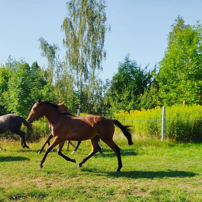 Wałach 1.5 roku po Ebano bardzo wysoki