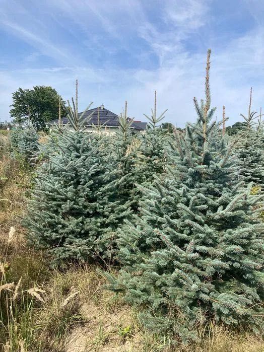 CHOINKI - Świerk Srebrny formowany - Wybierz sam na PLANTACJI