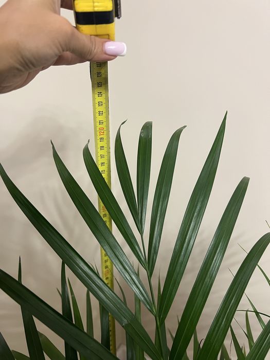 Пальма Дипсис Арека 120 см