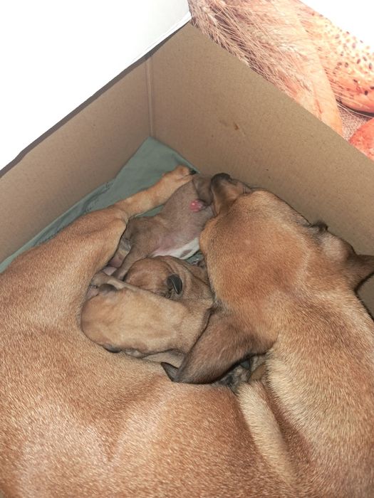 Отдадим таксы очень дёшево, все мальчики