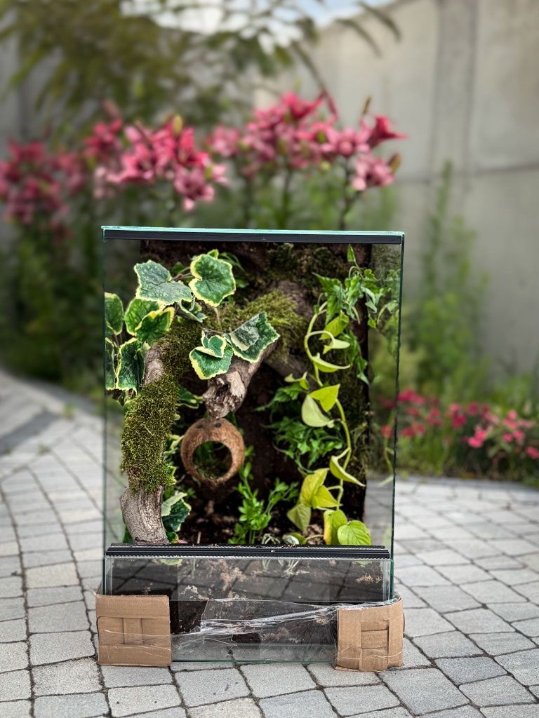 Terrarium tropikalne z żywymi roślinami dla drzewołazów, żab, gekonów