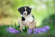Border Collie ZKwP FCI