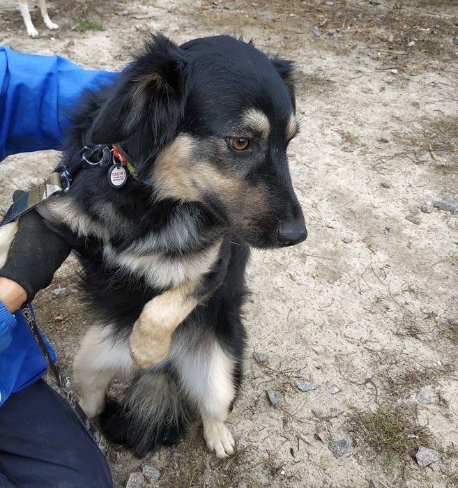 Ніжний та симпатичний Піт, 1,5 роки, друг для всієї родини, собака