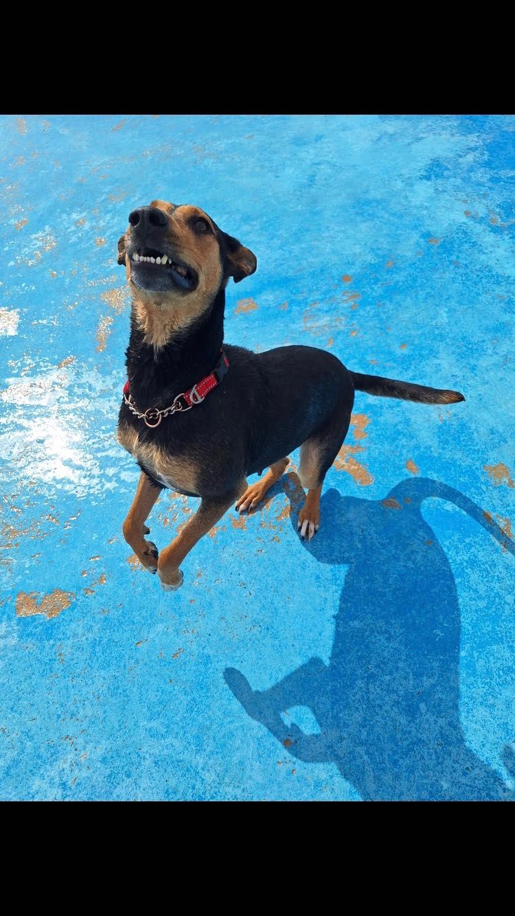 Suczka do adopcji