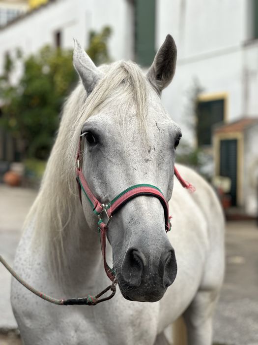 Luso-arabe e cruzado lusitano