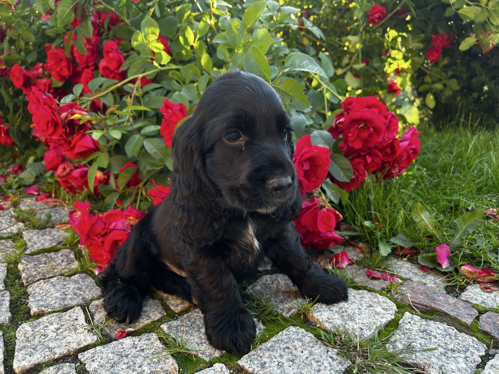 Szczeniak cocker spaniel blue roan gotowy do odbioru ostatni piesek